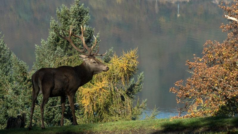 wildtierpark